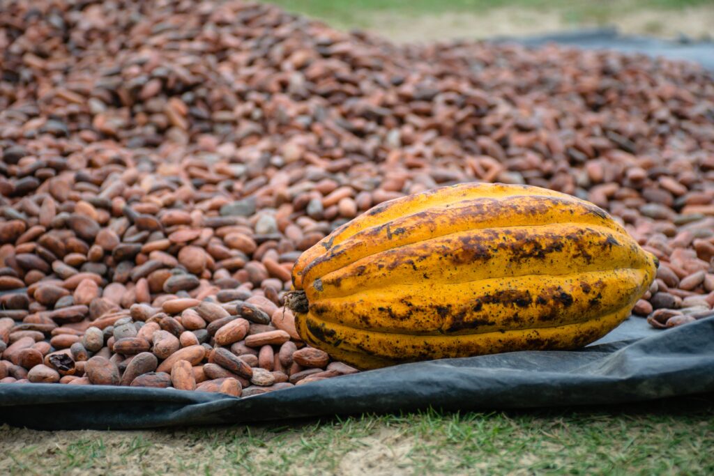 The 15 Benefits of Eating Cocoa Seed